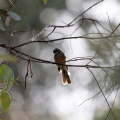 Rhipidura albiscapa at Tidbinbilla Nature Reserve - 7 Mar 2021