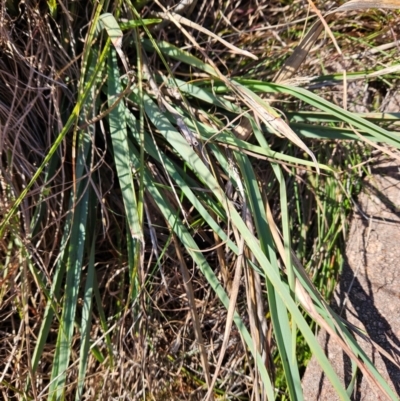 Dianella sp. aff. longifolia (Benambra) (Pale Flax Lily, Blue Flax Lily) at Cooleman Ridge - 22 Jun 2024 by BethanyDunne