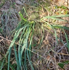 Dianella sp. aff. longifolia (Benambra) (Pale Flax Lily, Blue Flax Lily) at Cooleman Ridge - 22 Jun 2024 by BethanyDunne