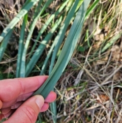 Dianella sp. aff. longifolia (Benambra) at Cooleman Ridge - 22 Jun 2024 01:51 PM