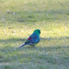 Psephotus haematonotus (Red-rumped Parrot) at Apsley, NSW - 19 Jun 2024 by MB