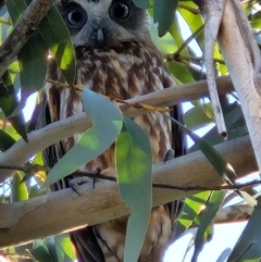 Ninox boobook (Southern Boobook) at Cooleman Ridge - 22 Jun 2024 by BethanyDunne