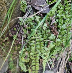 Asplenium trichomanes (Common Spleenwort) at Cooleman Ridge - 24 Jun 2024 by BethanyDunne