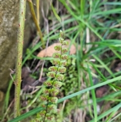 Asplenium trichomanes at Cooleman Ridge - suppressed