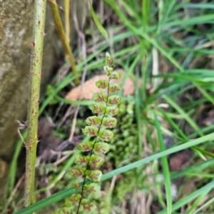 Asplenium trichomanes at Cooleman Ridge - suppressed