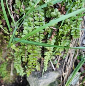 Asplenium trichomanes at Cooleman Ridge - suppressed