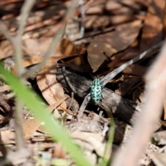 Chrysolopus spectabilis (Botany Bay Weevil) at Tidbinbilla Nature Reserve - 7 Mar 2021 by JimL