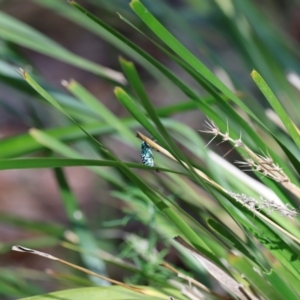 Chrysolopus spectabilis at Tidbinbilla Nature Reserve - 7 Mar 2021