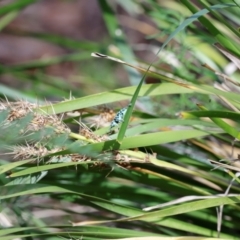 Chrysolopus spectabilis at Tidbinbilla Nature Reserve - 7 Mar 2021