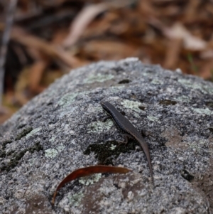 Eulamprus heatwolei at Tidbinbilla Nature Reserve - 7 Mar 2021