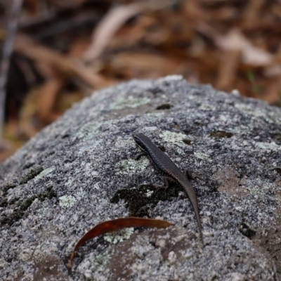 Eulamprus heatwolei (Yellow-bellied Water Skink) at Tidbinbilla Nature Reserve - 7 Mar 2021 by JimL
