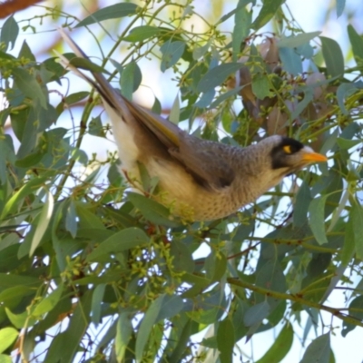 Manorina melanocephala (Noisy Miner) at Apsley, NSW - 19 Jun 2024 by MB