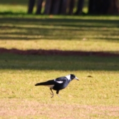 Gymnorhina tibicen (Australian Magpie) at Apsley, NSW - 19 Jun 2024 by MB