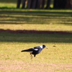 Gymnorhina tibicen at Apsley, NSW - 19 Jun 2024