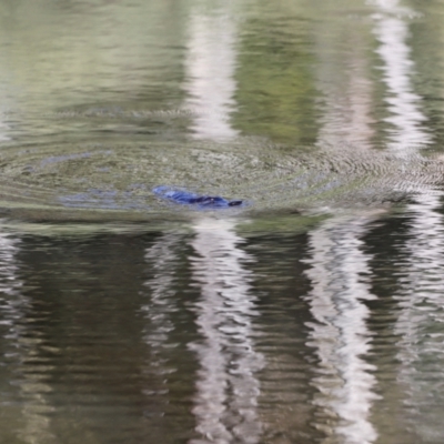 Ornithorhynchus anatinus (Platypus) at Tidbinbilla Nature Reserve - 7 Mar 2021 by JimL