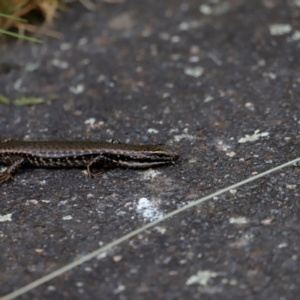 Eulamprus heatwolei at Tidbinbilla Nature Reserve - 7 Mar 2021