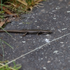 Eulamprus heatwolei at Tidbinbilla Nature Reserve - 7 Mar 2021