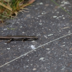 Eulamprus heatwolei at Tidbinbilla Nature Reserve - 7 Mar 2021