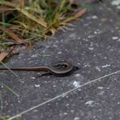 Eulamprus heatwolei at Tidbinbilla Nature Reserve - 7 Mar 2021