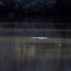 Ornithorhynchus anatinus at Tidbinbilla Nature Reserve - 7 Mar 2021