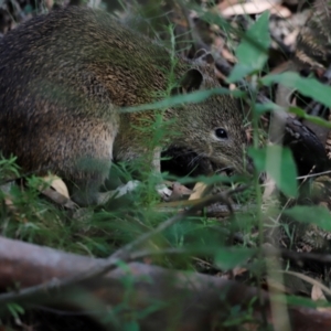 Isoodon obesulus obesulus at Tidbinbilla Nature Reserve - 7 Mar 2021