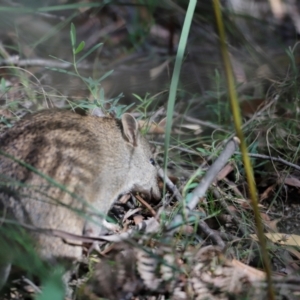 Isoodon obesulus obesulus at Tidbinbilla Nature Reserve - 7 Mar 2021