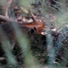 Isoodon obesulus obesulus at Tidbinbilla Nature Reserve - 7 Mar 2021