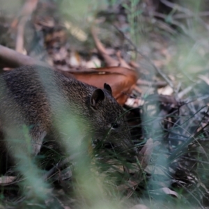 Isoodon obesulus obesulus at Tidbinbilla Nature Reserve - 7 Mar 2021