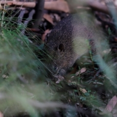 Isoodon obesulus obesulus at Tidbinbilla Nature Reserve - 7 Mar 2021