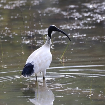 Threskiornis molucca (Australian White Ibis) at Tidbinbilla Nature Reserve - 7 Mar 2021 by JimL