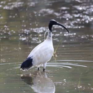 Threskiornis molucca at Tidbinbilla Nature Reserve - 7 Mar 2021 05:32 PM