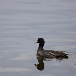 Fulica atra at Lake Ginninderra - 27 Feb 2021