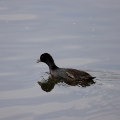 Fulica atra at Lake Ginninderra - 27 Feb 2021