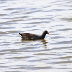 Gallinula tenebrosa at Belconnen, ACT - 28 Mar 2021