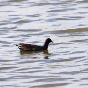 Gallinula tenebrosa at Belconnen, ACT - 28 Mar 2021