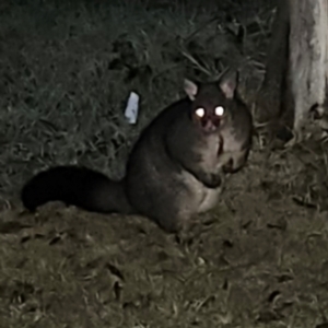 Trichosurus vulpecula at QPRC LGA - 22 Jun 2024 10:09 PM