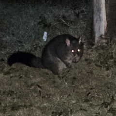 Trichosurus vulpecula at QPRC LGA - 22 Jun 2024 10:09 PM