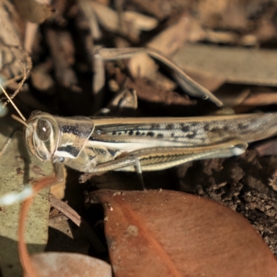 Austracris guttulosa (Spur-throated Locust) at ANBG - 22 Jun 2024 by kasiaaus