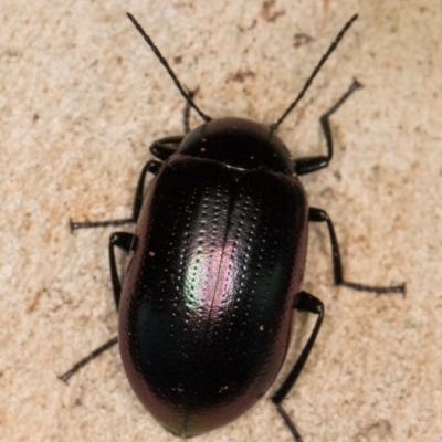 Chalcopteroides spectabilis (Rainbow darkling beetle) at Melba, ACT - 21 Jun 2024 by kasiaaus