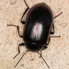 Chalcopteroides spectabilis at Melba, ACT - 21 Jun 2024