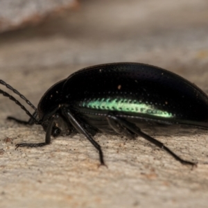 Chalcopteroides spectabilis at Melba, ACT - 21 Jun 2024 04:34 PM