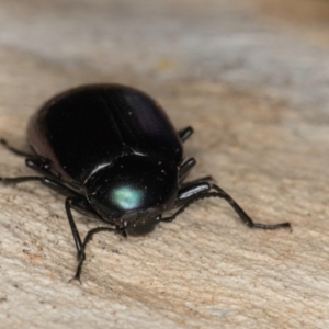 Chalcopteroides spectabilis at Melba, ACT - 21 Jun 2024