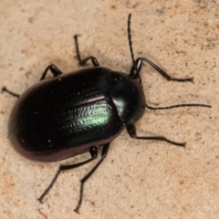 Chalcopteroides spectabilis at Melba, ACT - 21 Jun 2024