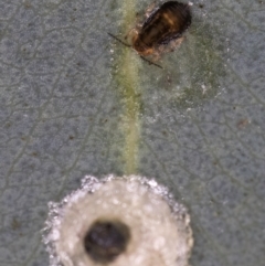 Unidentified Psyllid, lerp, aphid or whitefly (Hemiptera, several families) at Melba, ACT - 21 Jun 2024 by kasiaaus