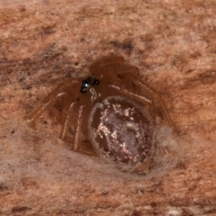 Euryopis umbilicata (Striped tick spider) at Melba, ACT - 21 Jun 2024 by kasiaaus