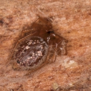 Euryopis umbilicata at Melba, ACT - 21 Jun 2024