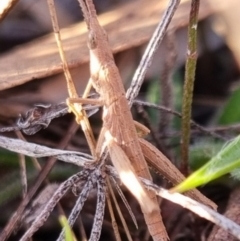 Keyacris scurra (Key's Matchstick Grasshopper) at QPRC LGA - 22 Jun 2024 by clarehoneydove