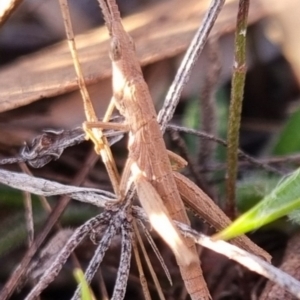 Keyacris scurra at QPRC LGA - 22 Jun 2024