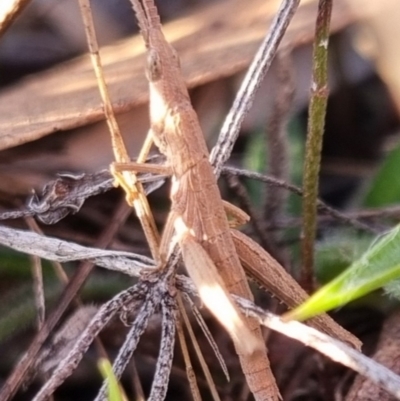 Keyacris scurra (Key's Matchstick Grasshopper) at QPRC LGA - 22 Jun 2024 by clarehoneydove