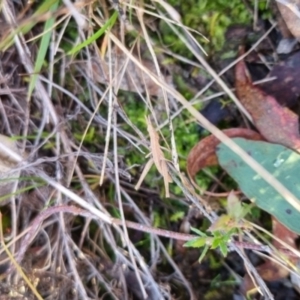 Keyacris scurra at QPRC LGA - 22 Jun 2024